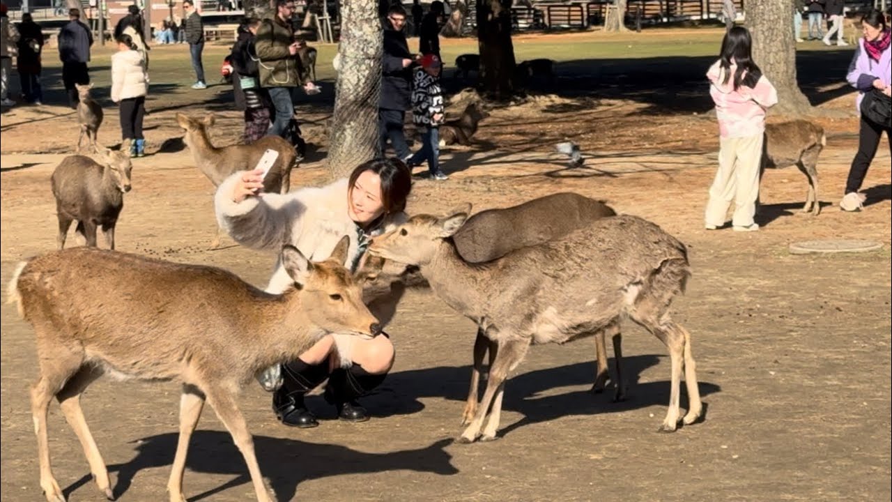 世界一平和公園で鹿と外国人観光客も和気あいあい🥰奈良公園🫎