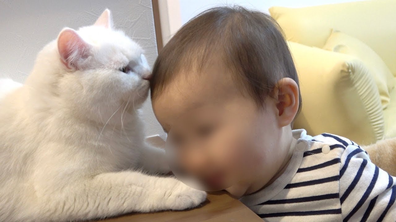 猫が大好きすぎる赤ちゃんと嫌々対応する猫が可愛い！