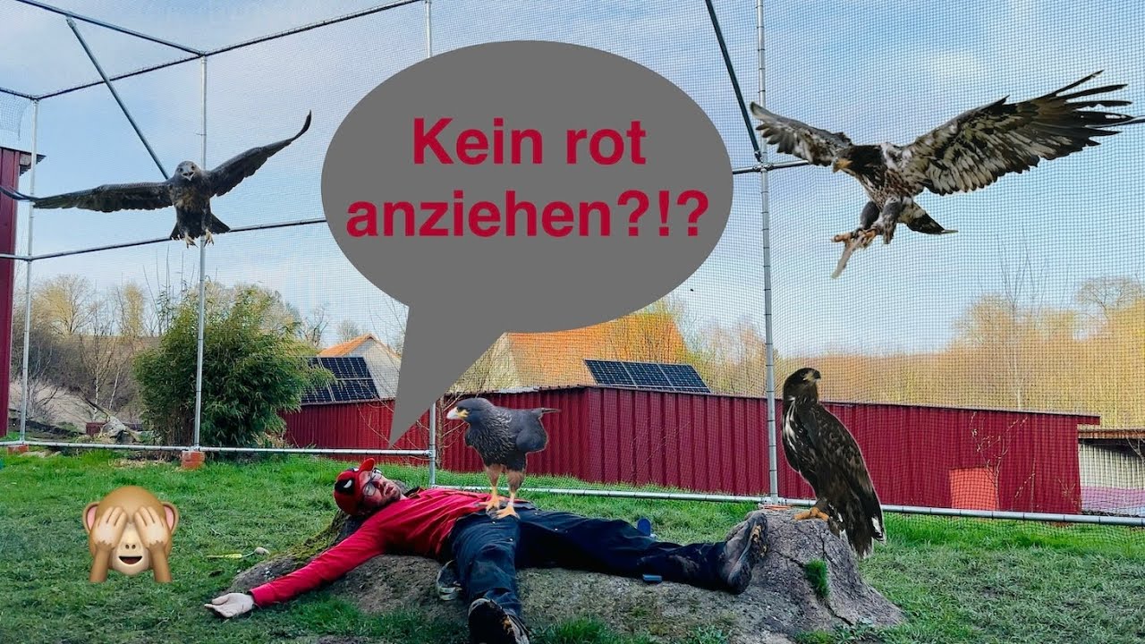 Lando bekommt Gesellschaft, alle sehen rot und mehr 🦅🦉😊 - Greifvogelwarte Feldatal