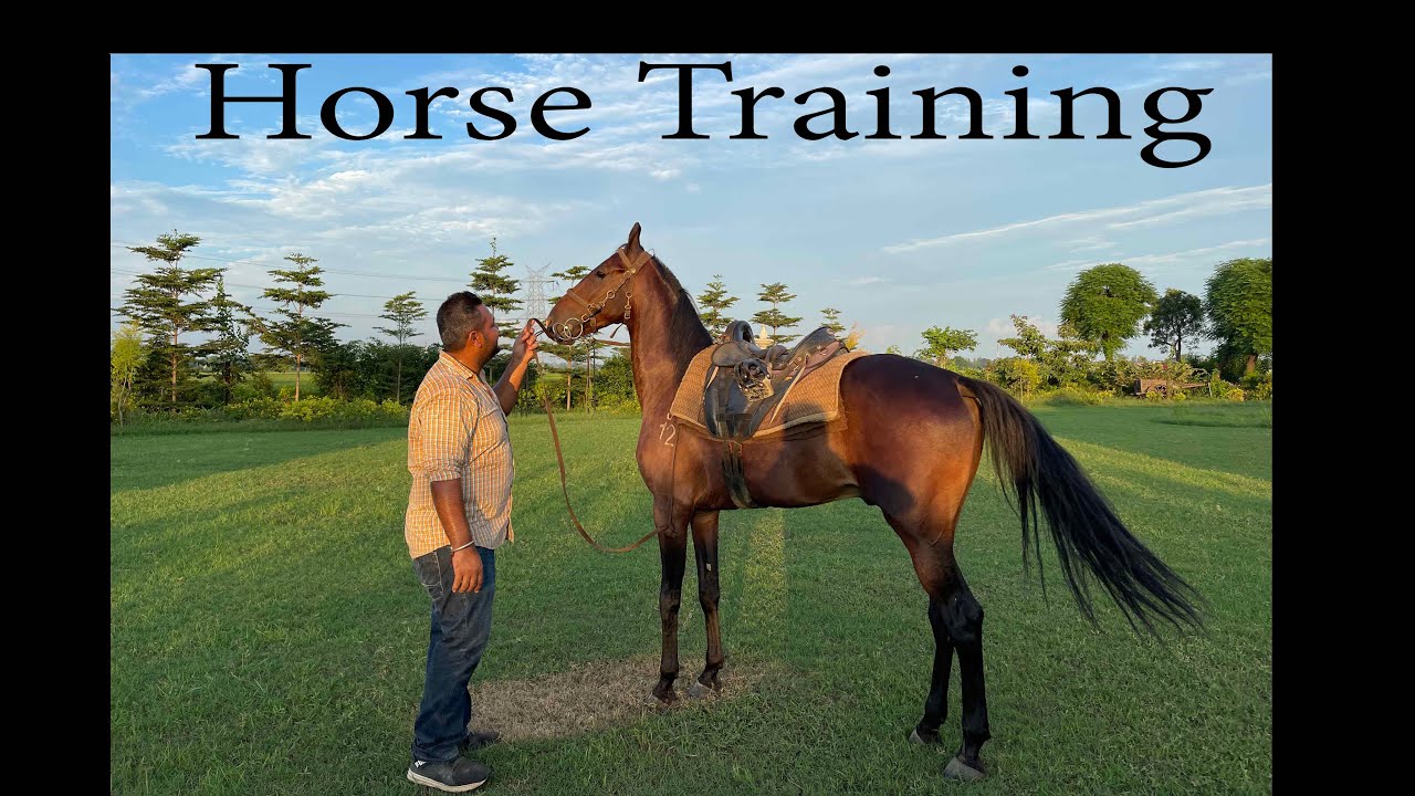 Horse training of marwari horse