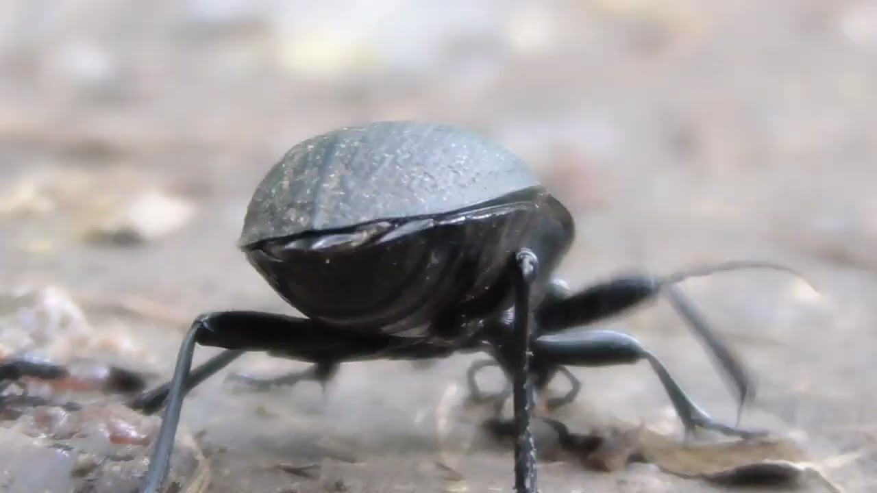 Einer der größten Laufkäfer Mitteleuropas: der Lederlaufkäfer | Carabus coriaceus