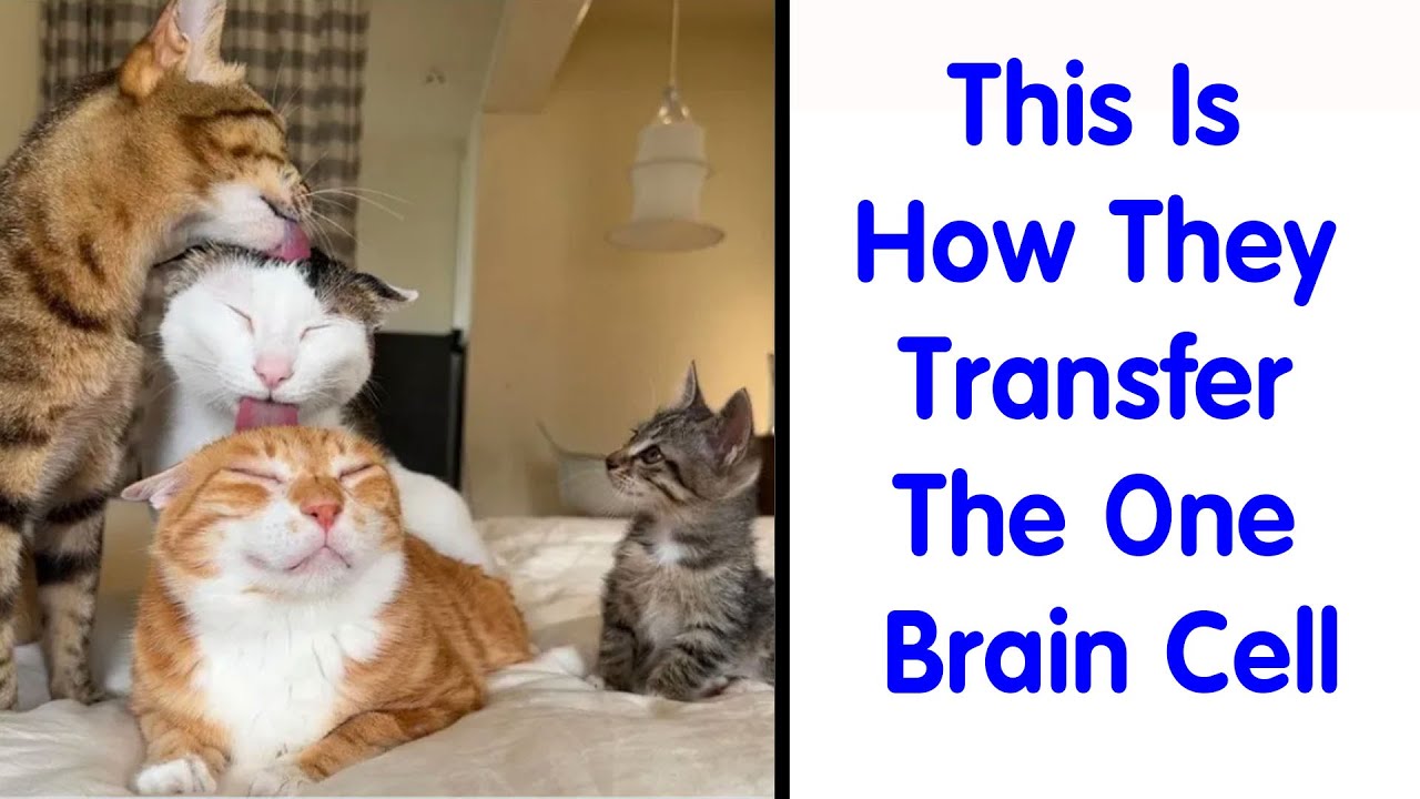 Funny Feline Memes To Make Your Day Way Better - Funny Cat