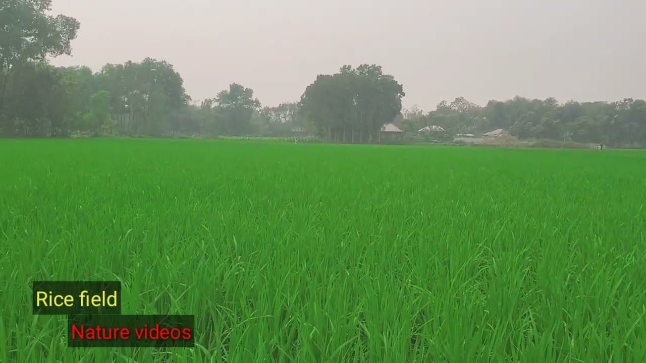 Rice field / Natural View / Green View