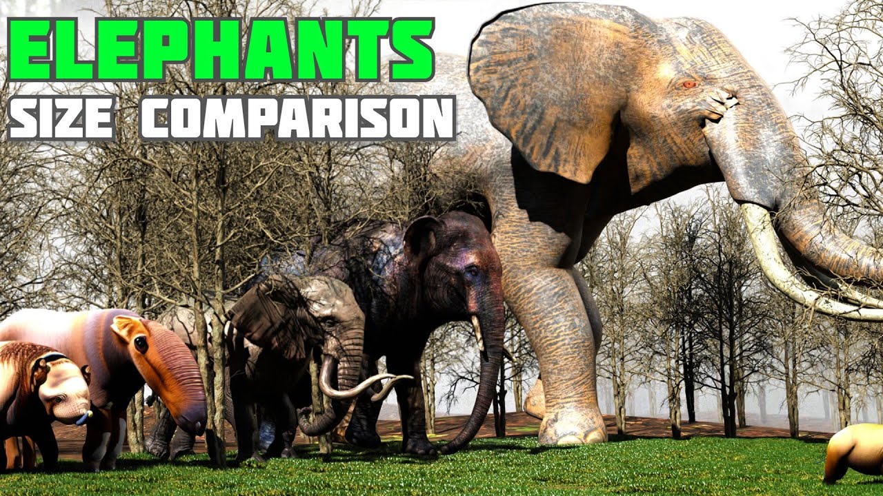 Big Elephant size comparison | Mammoth size comparison