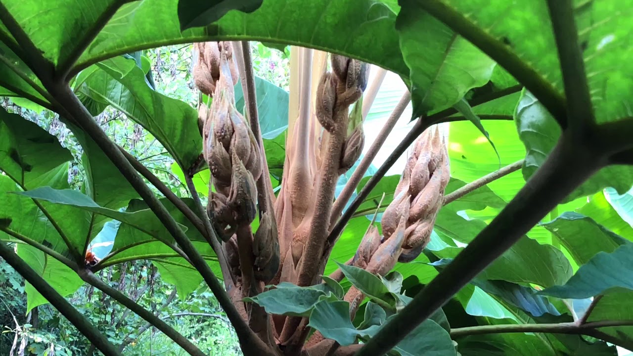 Tetrapanax papyrifer ausgepflanzt
