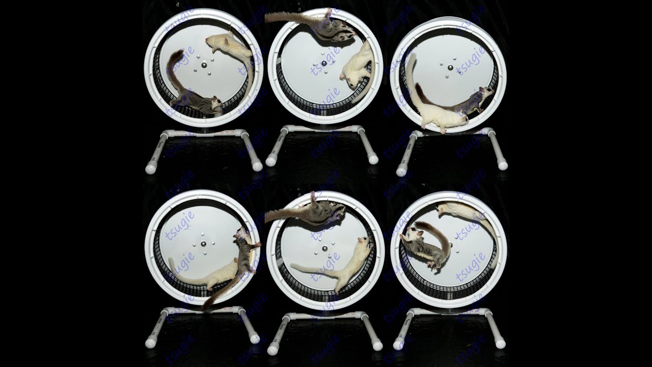 DIY Sugar Glider Wheel Tutorial
