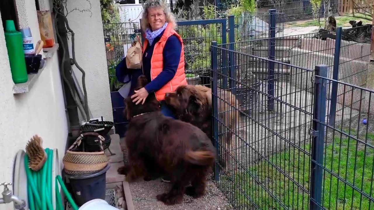 Neufundländer freuen sich auf Frauchen