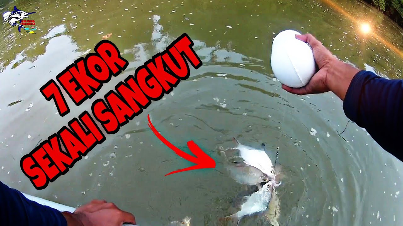 MERIAH!! PELBAGAI SPESIS IKAN SUNGAI DAPAT DENGAN CARA PANCING TEKNIK MENUNTANG UMPAN USUS AYAM