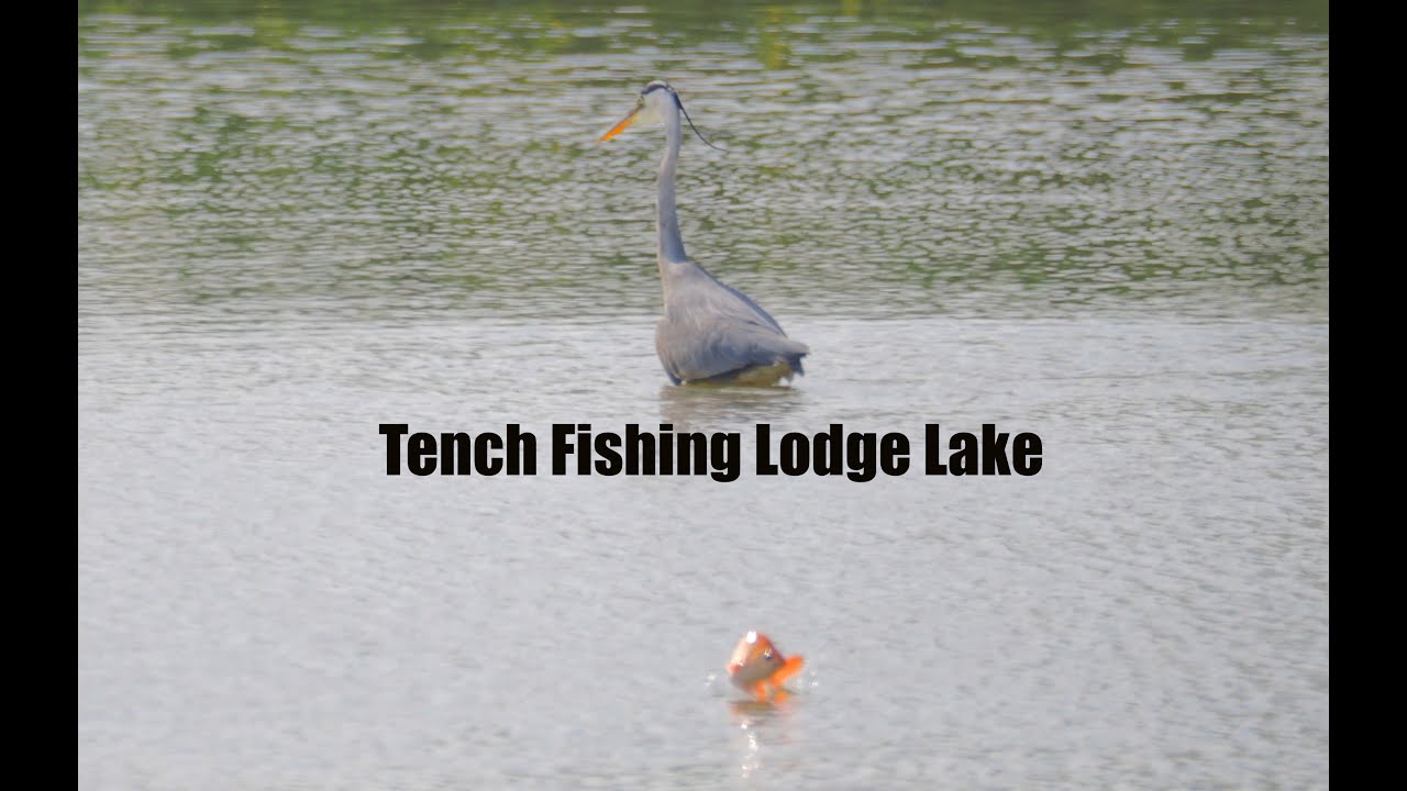 Tench Fishing Lodge Lake
