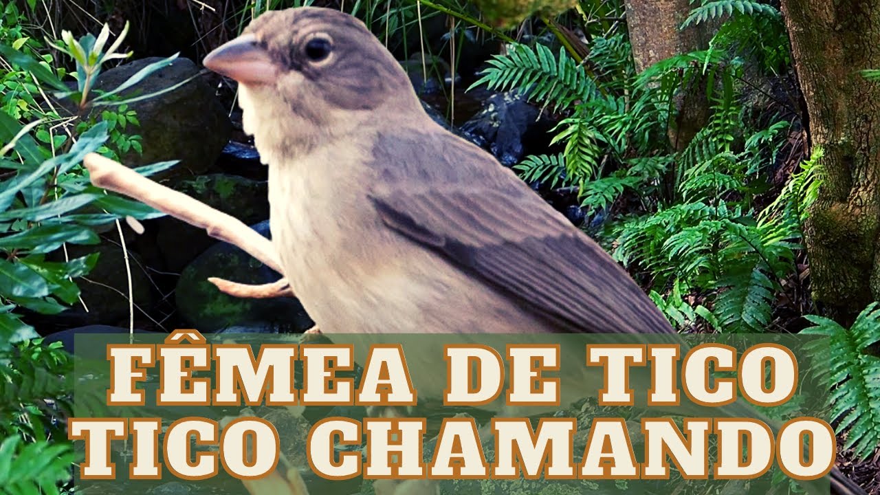 🛑Fêmea de tico tico chamando
