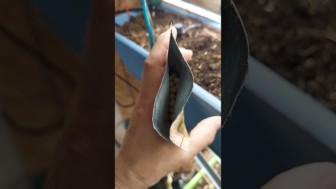 Grow Room Update: Moving our Tomatoes and Planting Edamame 