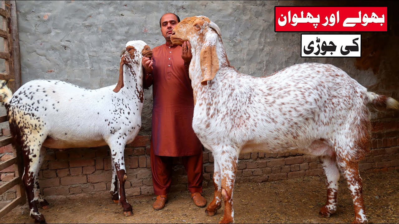 Big Makhi Cheena Goats & White Dumbay Of Adeel Bhai Lahore 2022