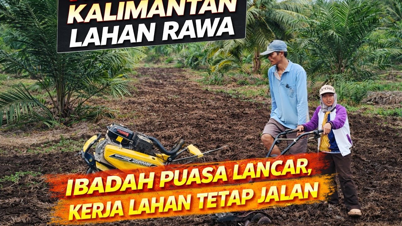 KEGIATAN DI KEBUN TRANSMIGRASI BERSAMA ISTRI PERSIAPKAN  BEDENGAN BUAT TANAM MENTIMUN