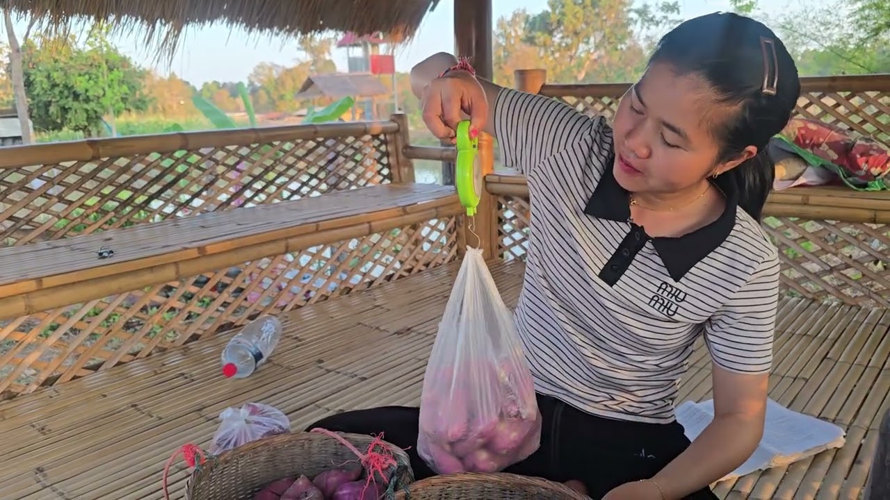 บรรยากาศยามเช้าๆเก็บมันใส่ถุงไว้ส่งลูกค้าขอบคุณผู้ใหญ่ใจดี