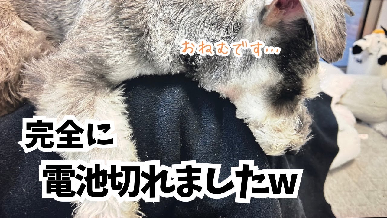 【愛犬の日常】さっきまではしゃいでた愛犬が完全に電池切れになるとこうなりますw