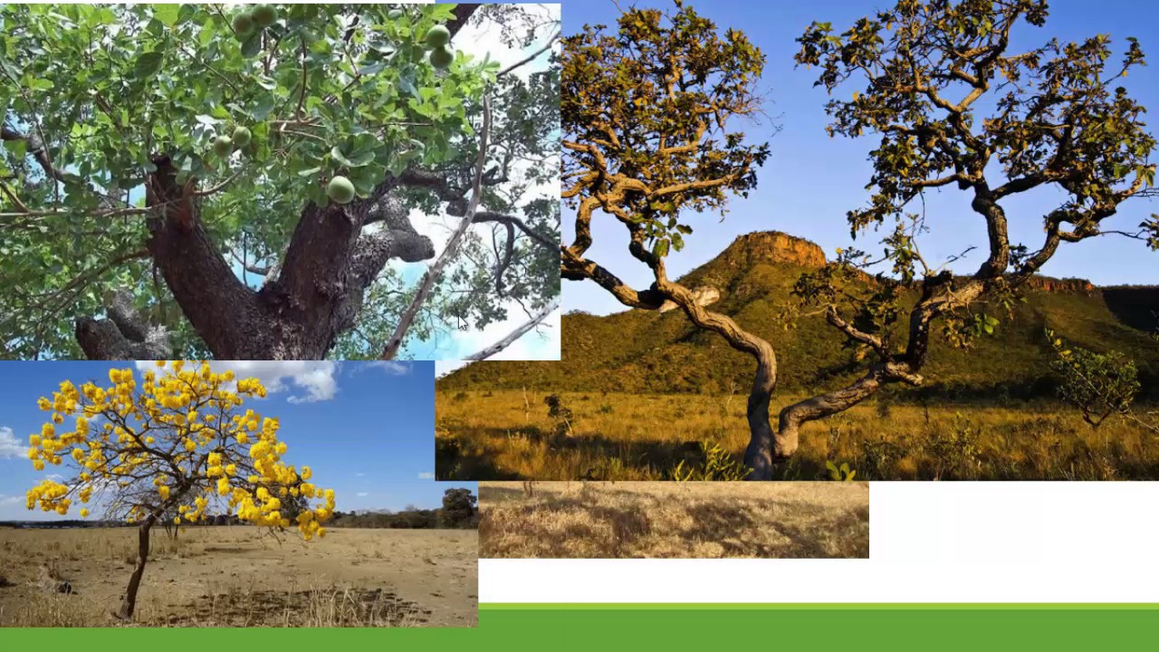 Geografia de Mato Grosso -  biomas