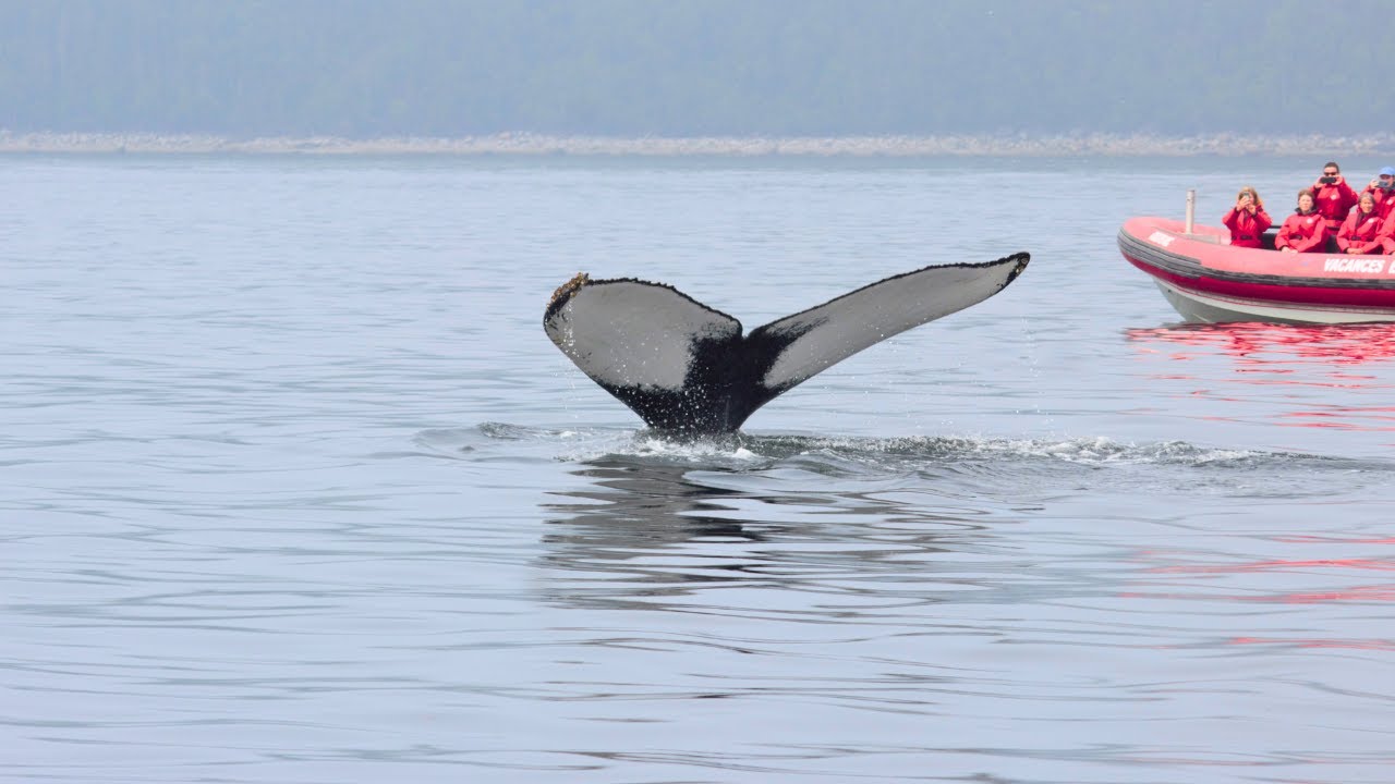 Whale Watching Tour in Tadoussac, Quebec | Zodiac Tours
