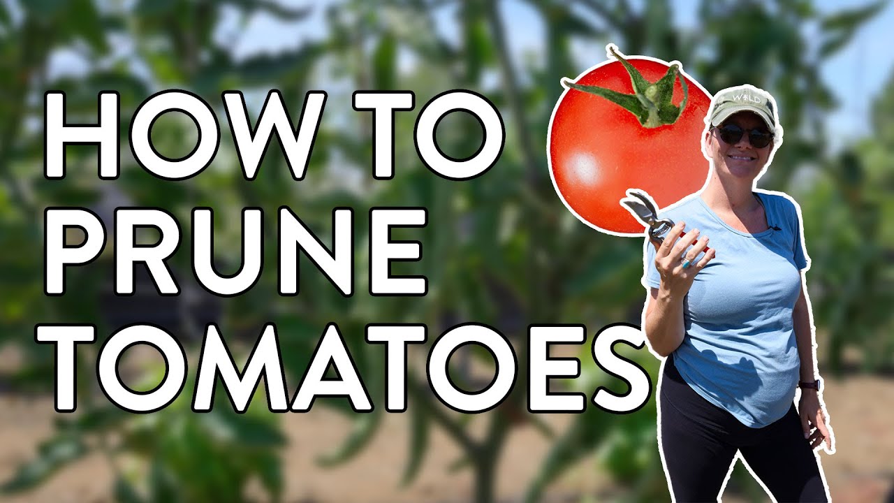 Master Tomato Pruning: Tips for Healthy & Productive Plants!