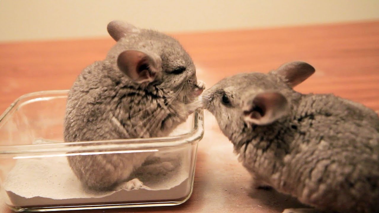 Baby Chinchilla Dust Bath Debut