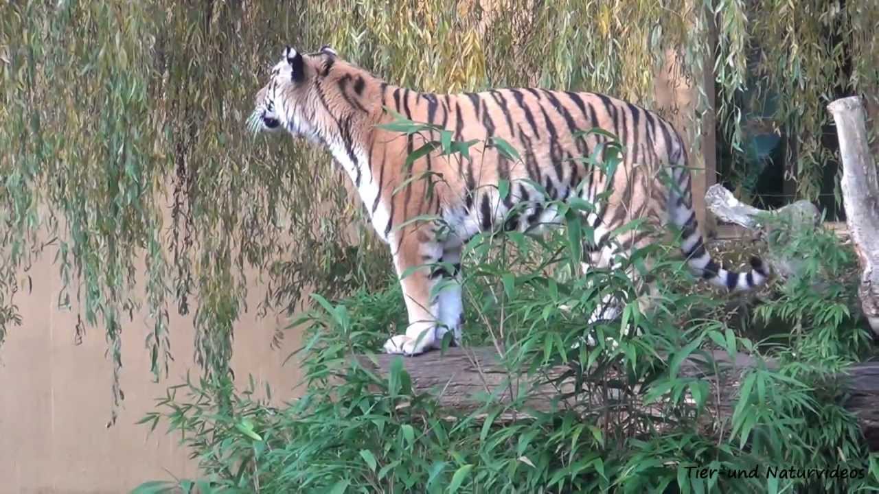 Amur-Tiger Rasputin durchstreift sein Revier im Allwetterzoo Münster