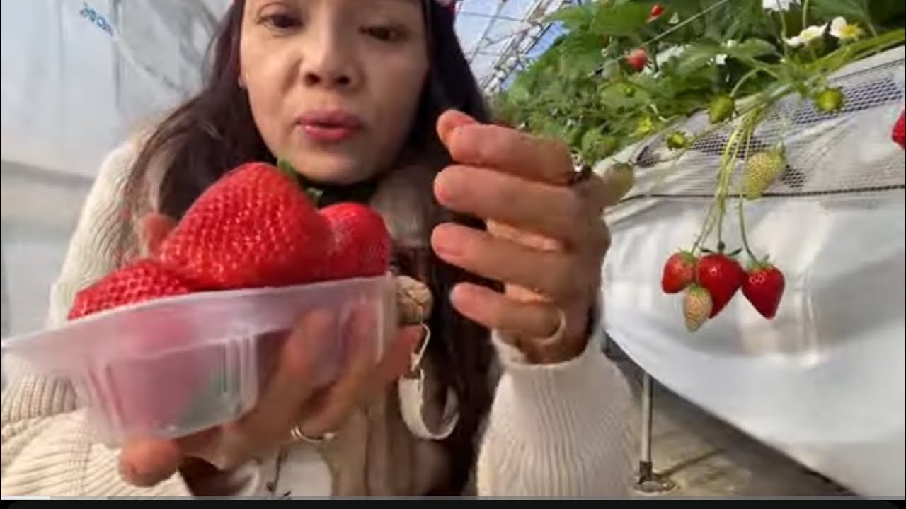 เข้าสวนไลฟ์ คาโอริโนลูกใหญ่ๆ จัดไปจุกๆ🍓🍓2026/1/25