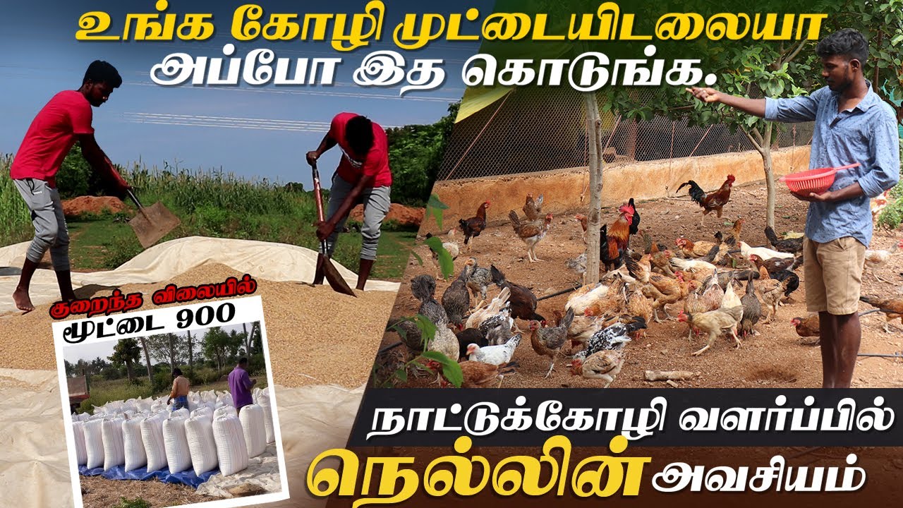 நாட்டுக்கோழிகள் அதிகம் முட்டையிட என்ன செய்யவேண்டும்? | கோழி வளர்ப்பில் நெல்லின் அவசியம் என்ன ?
