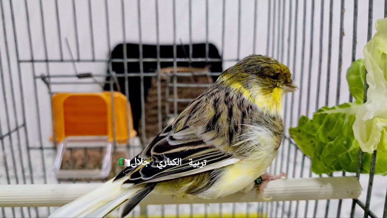 كيفية تجهيز ذكور الكناري بشكل سريع لتصبح هائجة ومتعطشة على التزاوج