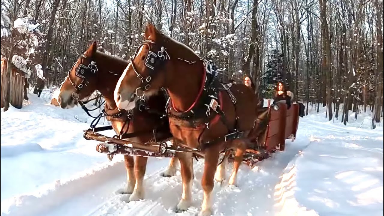 SLEIGH RIDE & CHRISTMAS CAROLS 🎄🎄// Horse Drawn Sleigh Ride & Family Fun!  #420