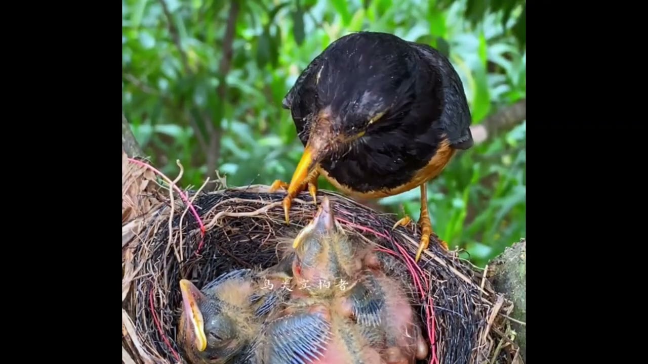 Bird Feeding Their Young Babies - Mother feeding Babies