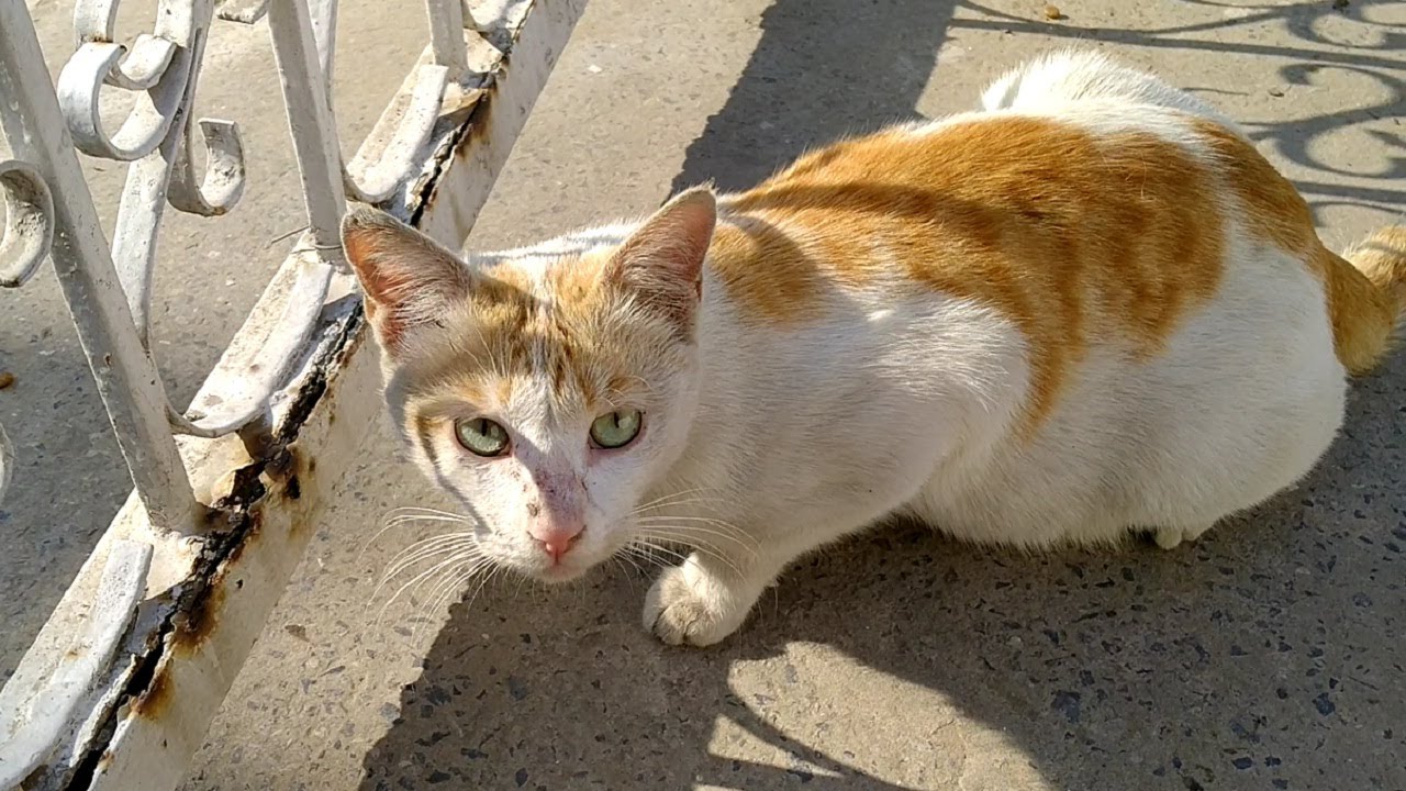 Trying To Gain Trust Of Scared Feral Cat