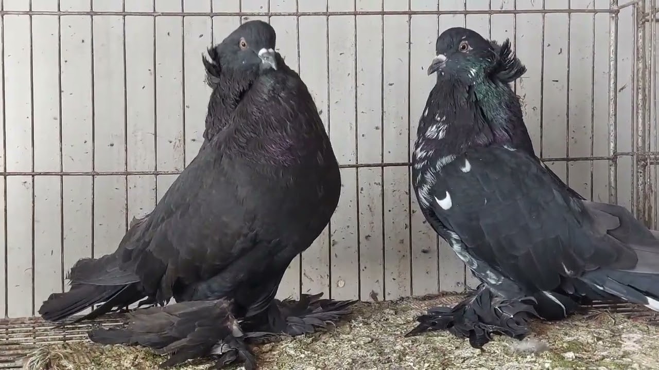 আমার সখের খামার।  Fancy pigeon farm in Bangladesh.