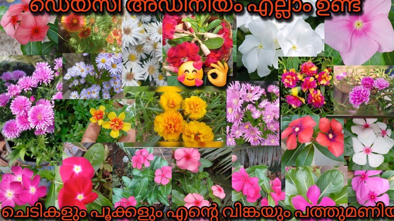 എന്റെ പൂക്കളും ചെടികളും കാണാം 🥰🌱🌹