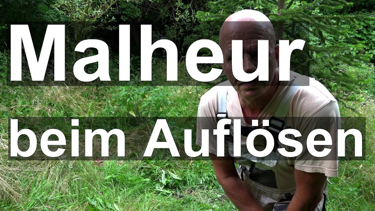Malheur bei den Bienen - Fehleinschätzung beim Auflösen - Segeberger und Begattungsvölkchen