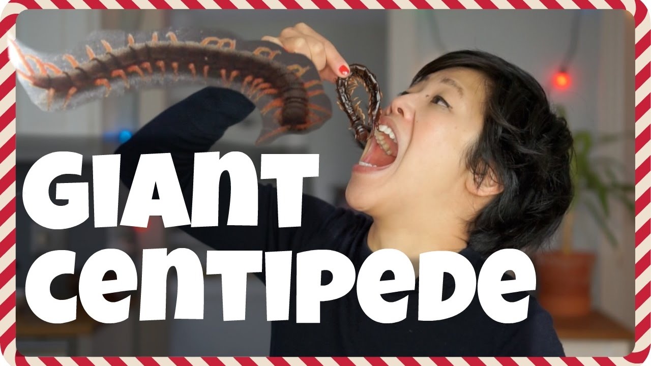 Giant CENTIPEDE | Day 4 BUGMAS 2016: a bug eating countdown to Christmas