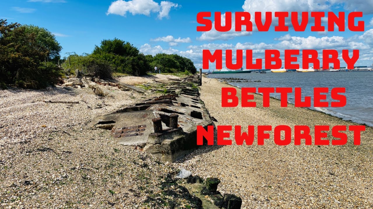 D- Day Relics Surviving Mulberry Beetles - New Forest