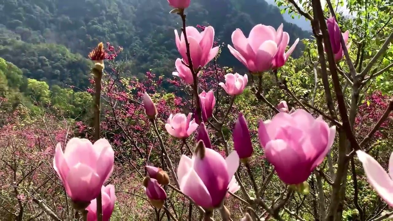 苗栗南庄·碧絡角￼花園櫻花季｜￼ 森林裡的仙境櫻花園區，賞櫻花、麝香木￼