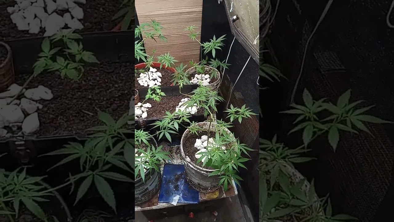 #viral #bogota #autocultivo #colombia #felicidad #aprendiendo #lft #20sonlegales#huanolombia