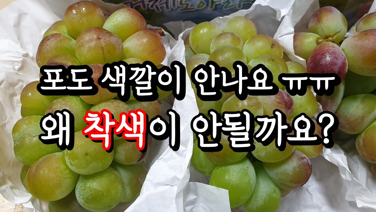 25.8월 포도 착색불량 원인과 대책 #포도착색