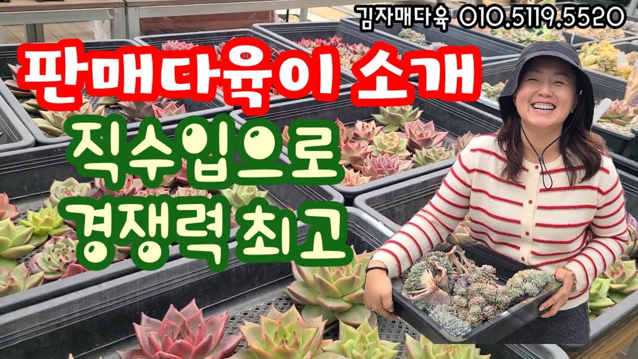 핫한 수입 신상 다육이들, 직수입으로 진짜 경쟁력있게 드려요! 어서오세요! 💥  김자매다육 010.5119.5520 #다육식물 