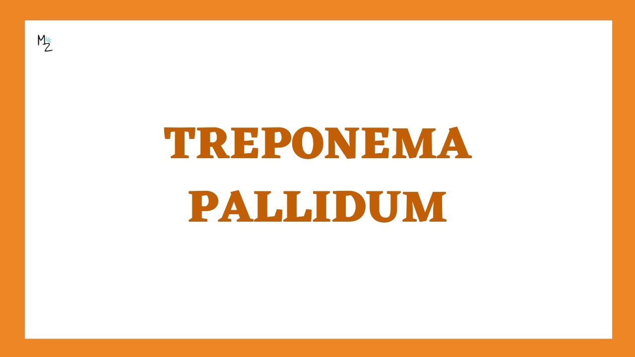 Микробиология бледной трепонемы и сифилис | Спирохета