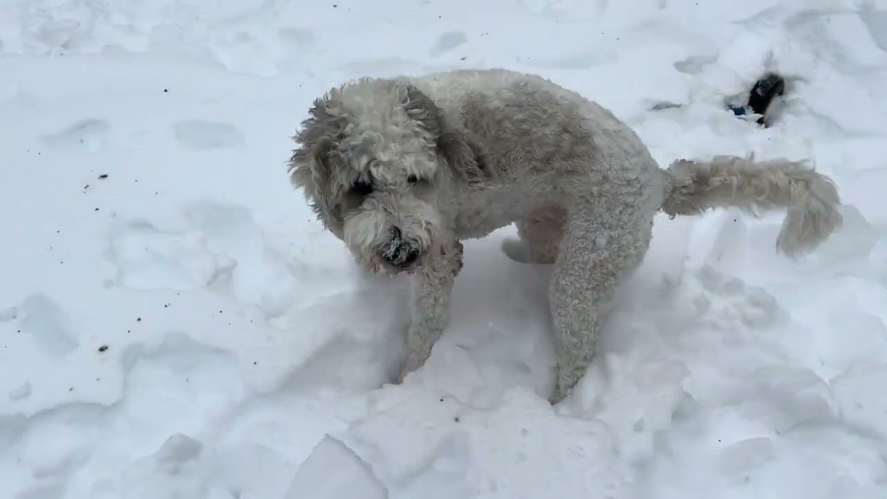 Snow Days Are For The Dogs