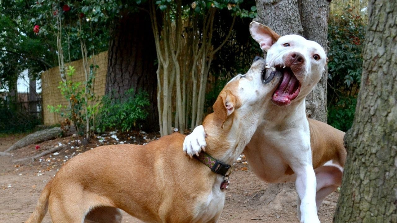 Dangerous Dog Play: What Is Too Rough?