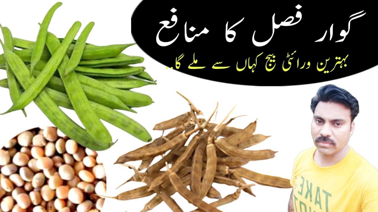 Best Guar variety seed availability in Pakistan |Profitability of guara crop |Guar Research Station