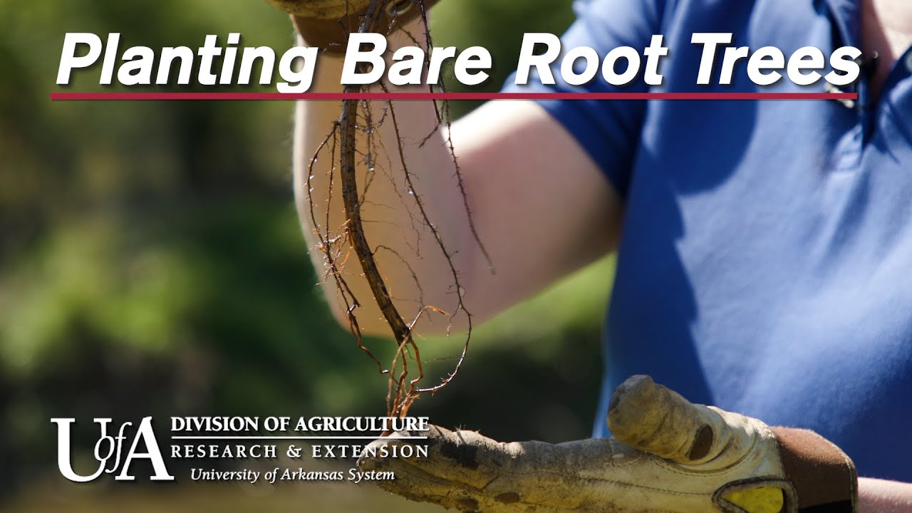 How to Plant Bare Root Trees