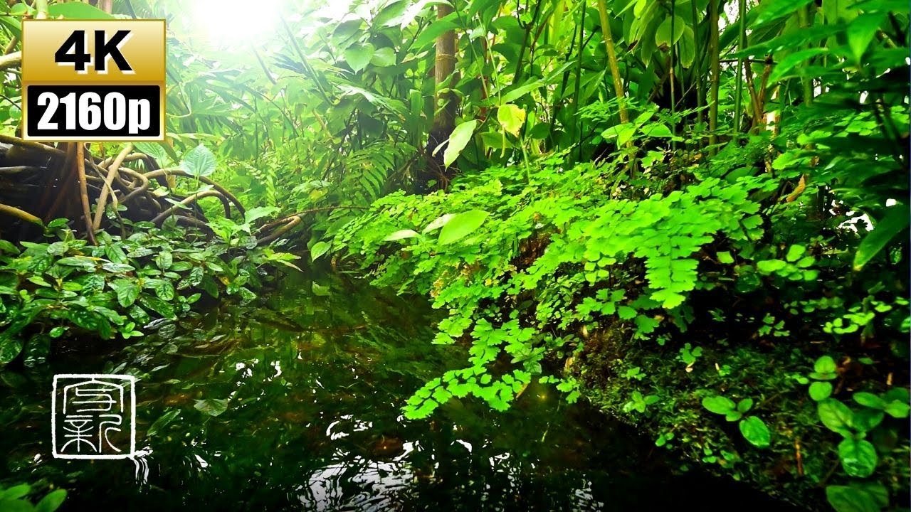 Plant Music🌿for Uplifting your feelings, 4K UHD 12 HOURS, with Water Sound in Subtropical Biotope.