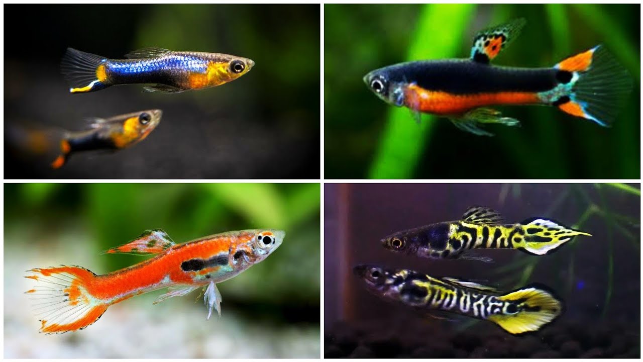 Beautiful Types of Endler Fish | Beautiful Guppy Fish in the World