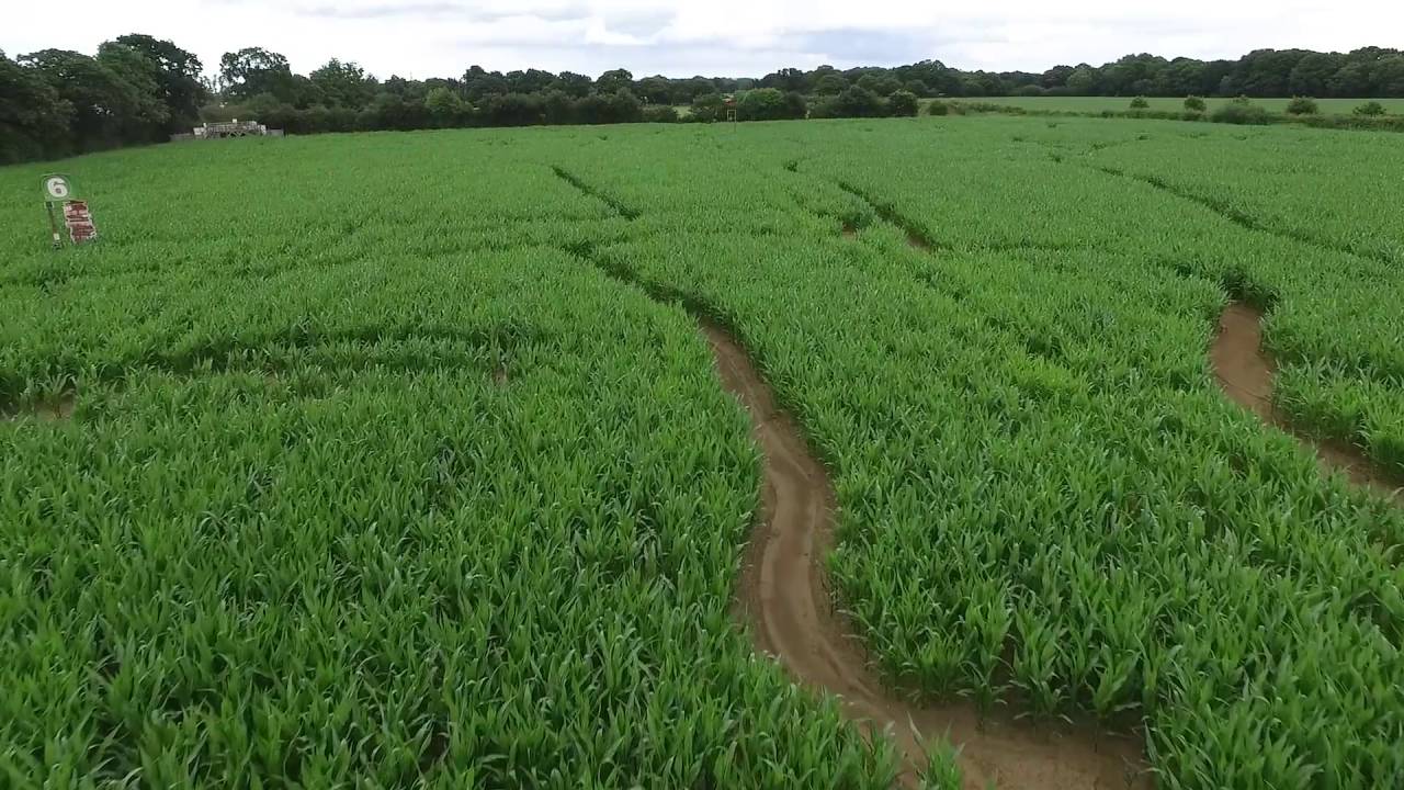 York Maze 2016 – Spectacular drone footage