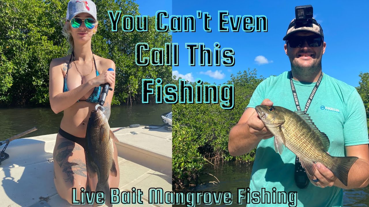 Mangrove Catching? Can't even call this Fishing! Live Pilchards