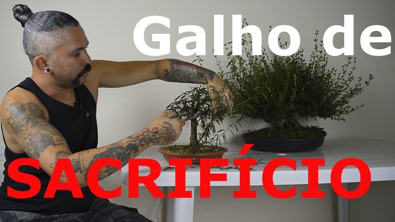 Galho de Sacrifício. Bonsai para iniciantes.