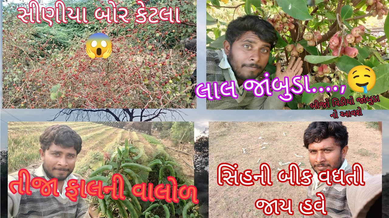 આજે તો લાટ બકાલ ઉતાર્યું.... વાલોળ...ગાજર.....😱😱